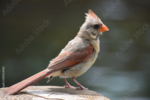 Feathered close up 2