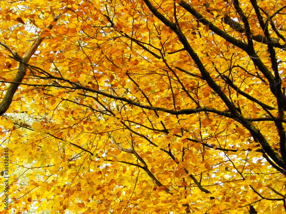 Branches of autumnal trees as nature background.