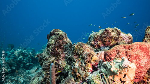 Seascape in turquoise water of coral reef in Caribbean Sea   Curacao with fish  coral and sponge