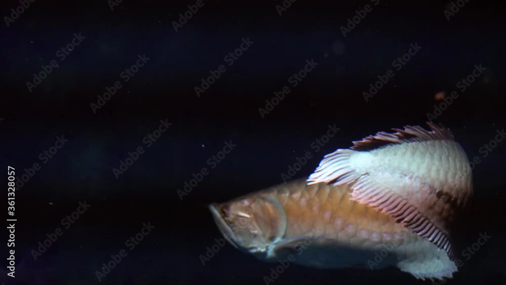 Carnivorous fish swims in the dark. Carnivorous fish swims in the dark.
