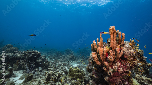 Seascape in turquoise water of coral reef in Caribbean Sea   Curacao with fish  coral and Branching Vase Sponge