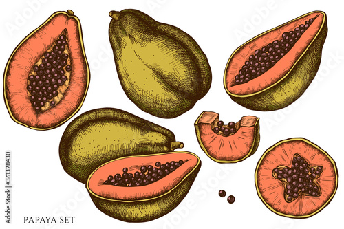 Vector set of hand drawn colored papaya
