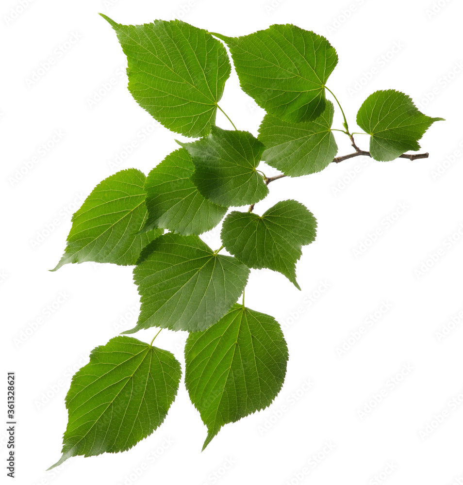 Linden tree branch with green fresh