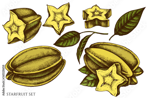 Canvas Print Vector set of hand drawn colored starfruit