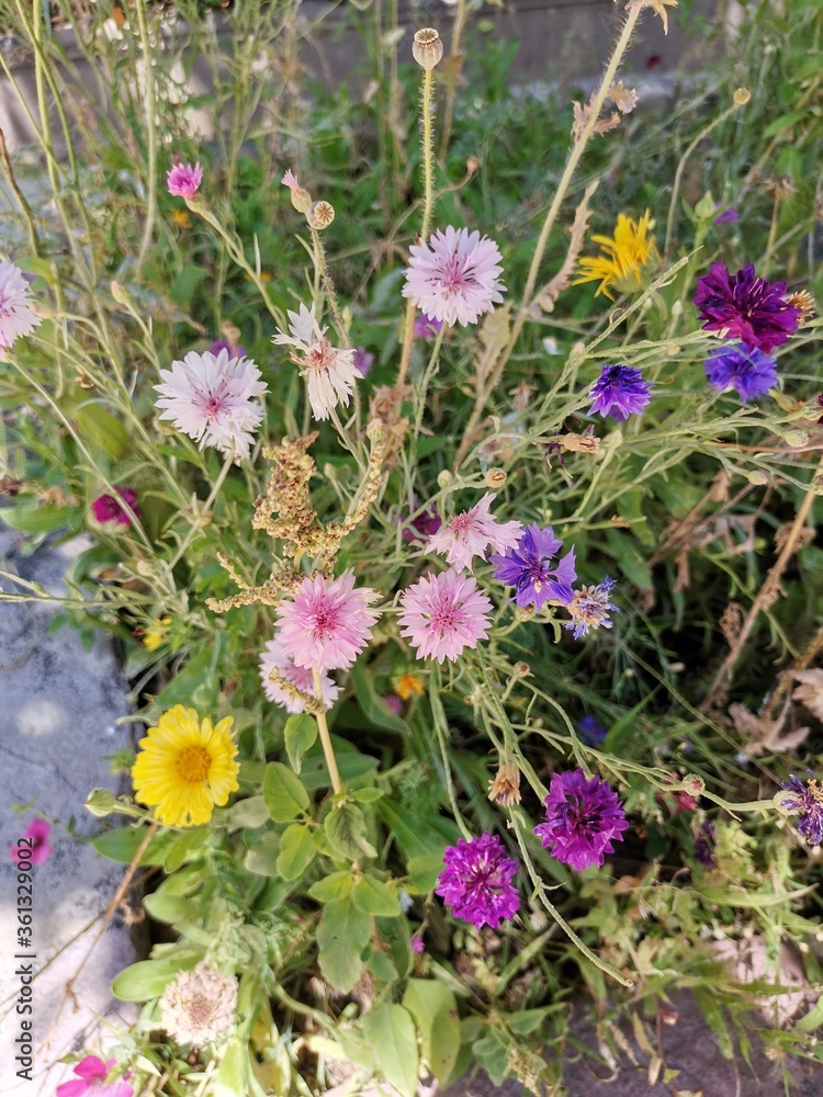 Fototapeta premium wild flowers in the garden