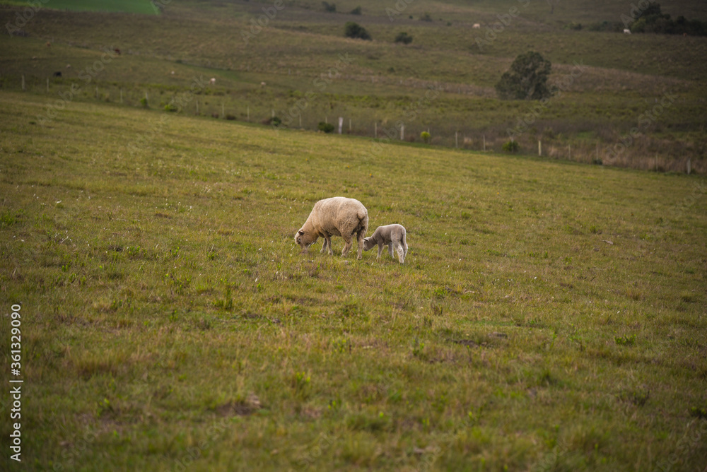 Fototapeta premium Corriedale sheep feeding in a green field on a cold morning in southern Brazil