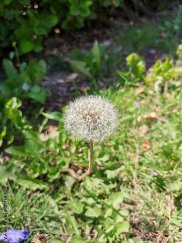 dandelion on the grass in a park 