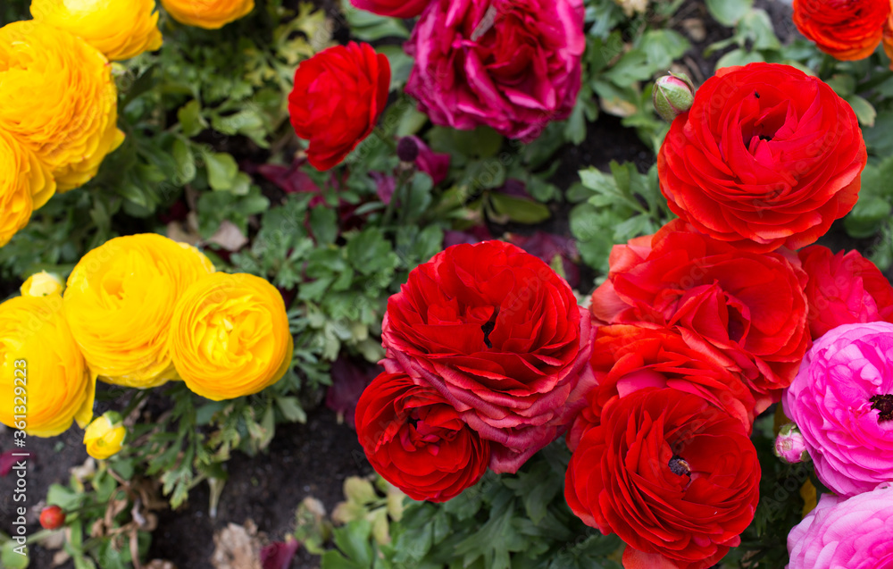 Persian buttercup. Persian buttercup.