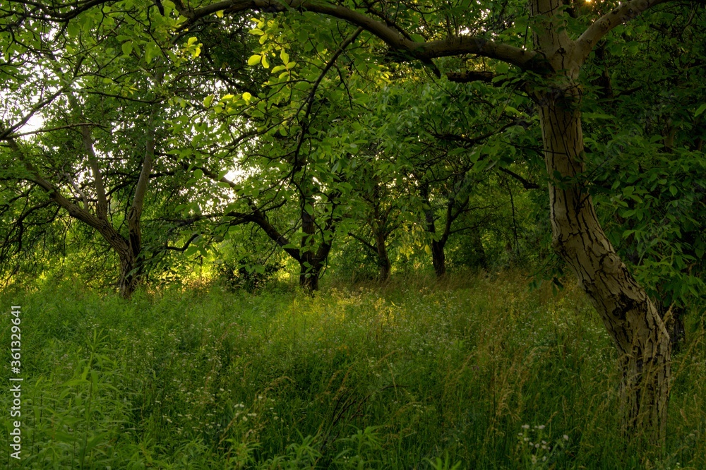 Landscape with trees on a summer sunny day