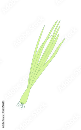 Spring Sprouting onion isolated on white background. Lined vector illustration. Fresh green food
