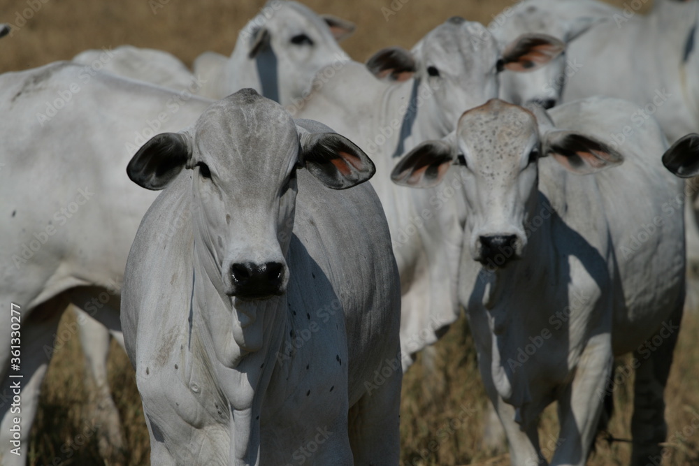 Pecuária, Bovinocultura, Nelore, Fazenda, Mato grosso, Cerrado, Brasil, corte, frigorífico Pecuária, Bovinocultura, Nelore, Fazenda, Mato grosso, Cerrado, Brasil, corte, frigorífico
