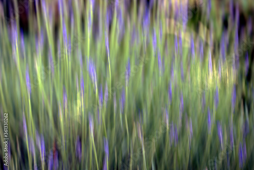 grass in the wind  sweden  nacka  stockholm
