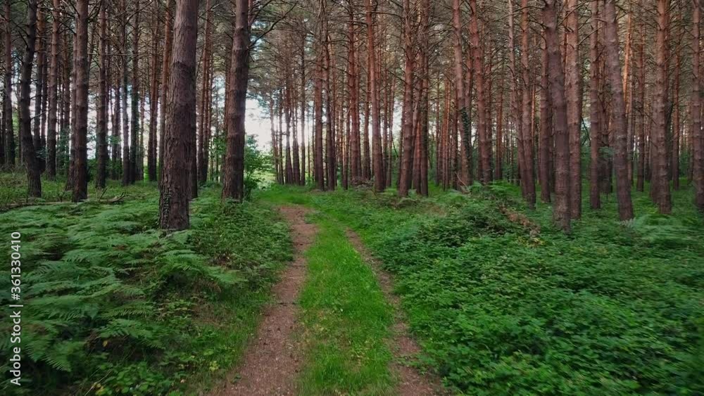 Personal Perspective of Walking on a Path in the green Forest, Steady Cam Shot. Pov of Hiker Walking or running on Trail Through the Forest. High quality 4k footage Personal Perspective of Walking on a Path in the green Forest, Steady Cam Shot. Pov of Hiker Walking or running on Trail Through the Forest. High quality 4k footage