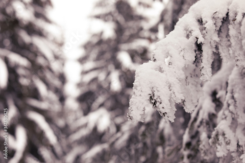 Winter landscape, luxury ski resorts in Europe, beautiful pine trees around the mountains covered with snow, beauty of wintertime nature