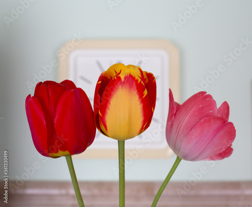 Tulip time. photo