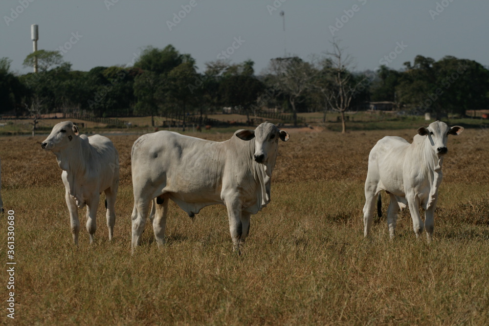 Pecuária, Bovinocultura, Nelore, Fazenda, Mato grosso, Cerrado, Brasil, corte, frigorífico Pecuária, Bovinocultura, Nelore, Fazenda, Mato grosso, Cerrado, Brasil, corte, frigorífico