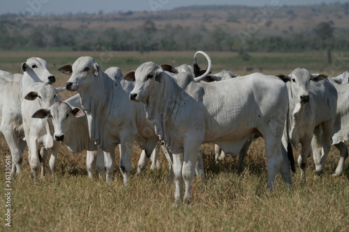 Pecuária, Bovinocultura, Nelore, Fazenda, Mato grosso, Cerrado, Brasil, corte, frigorífico