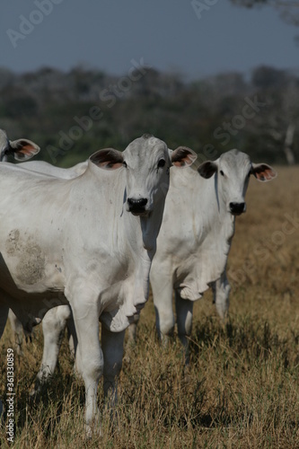 Pecu  ria  Bovinocultura  Nelore  Fazenda  Mato grosso  Cerrado  Brasil  corte  frigor  fico
