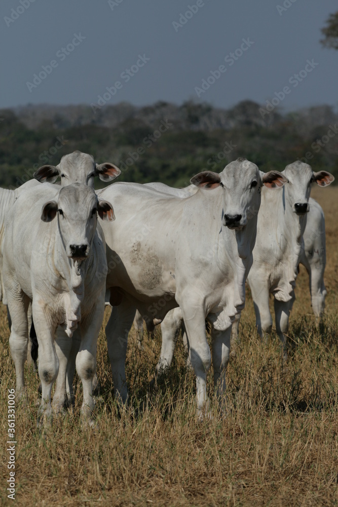 Pecuária, Bovinocultura, Nelore, Fazenda, Mato grosso, Cerrado, Brasil, corte, frigorífico