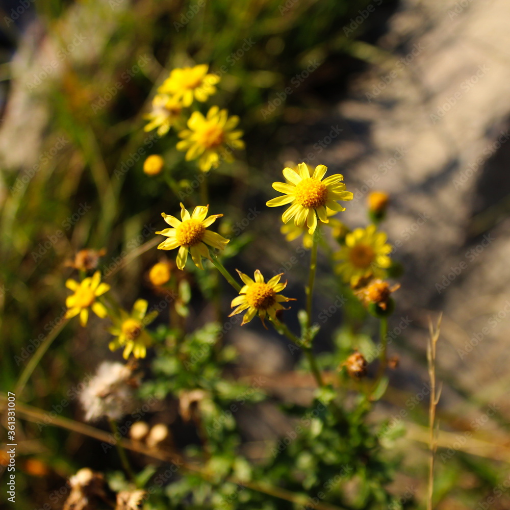 Beautiful yellow flowers from the Asteraceae family. Beautiful yellow flowers from the Asteraceae family.