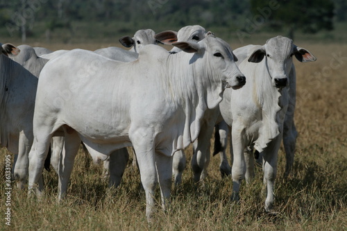 Pecuária, Bovinocultura, Nelore, Fazenda, Mato grosso, Cerrado, Brasil, corte, frigorífico © Panini Fotografia