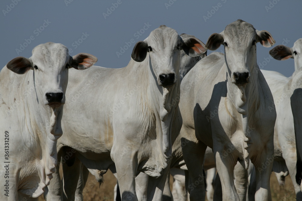 Pecuária, Bovinocultura, Nelore, Fazenda, Mato grosso, Cerrado, Brasil, corte, frigorífico Pecuária, Bovinocultura, Nelore, Fazenda, Mato grosso, Cerrado, Brasil, corte, frigorífico