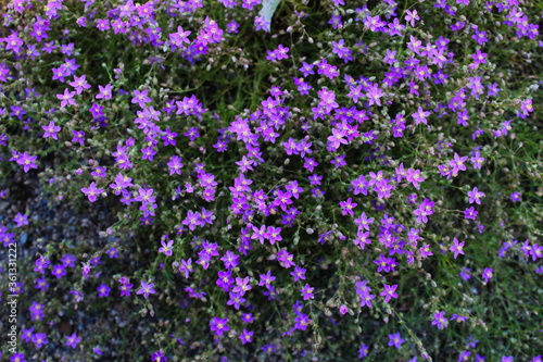 Very small beautiful invasive purple flowers in Beja  Portugal.