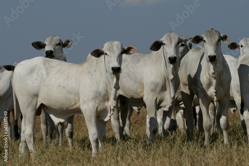Pecuária, Bovinocultura, Nelore, Fazenda, Mato grosso, Cerrado, Brasil, corte, frigorífico