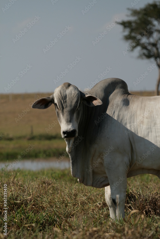 Pecuária, Bovinocultura, Nelore, Fazenda, Mato grosso, Cerrado, Brasil, corte, frigorífico Pecuária, Bovinocultura, Nelore, Fazenda, Mato grosso, Cerrado, Brasil, corte, frigorífico