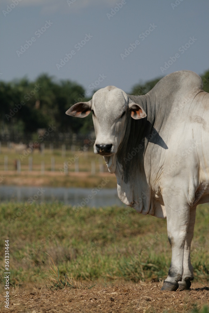 Pecuária, Bovinocultura, Nelore, Fazenda, Mato grosso, Cerrado, Brasil, corte, frigorífico Pecuária, Bovinocultura, Nelore, Fazenda, Mato grosso, Cerrado, Brasil, corte, frigorífico
