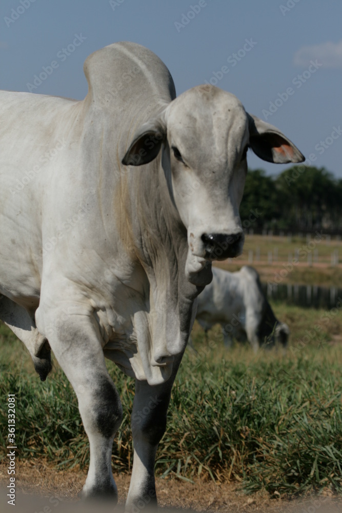 Pecuária, Bovinocultura, Nelore, Fazenda, Mato grosso, Cerrado, Brasil, corte, frigorífico