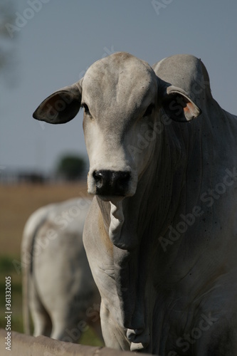 Pecuária, Bovinocultura, Nelore, Fazenda, Mato grosso, Cerrado, Brasil, corte, frigorífico