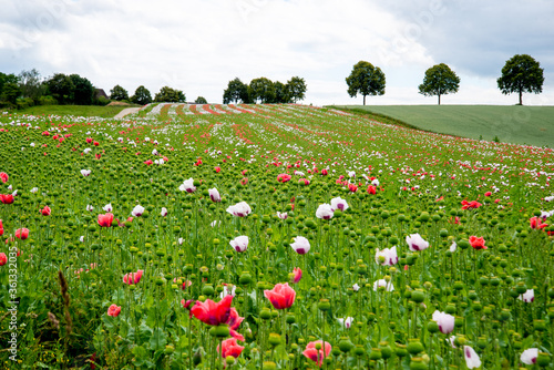 Fototapeta Naklejka Na Ścianę i Meble -  rolling landscape in Luxembourg with poppy field