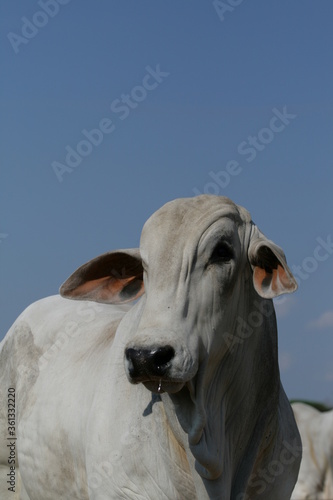 Pecuária, Bovinocultura, Nelore, Fazenda, Mato grosso, Cerrado, Brasil, corte, frigorífico