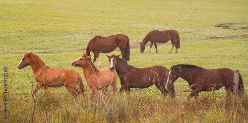 Photography Creole horses in pasture field in winter morning and intense cold