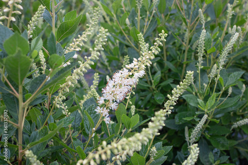 Clethra