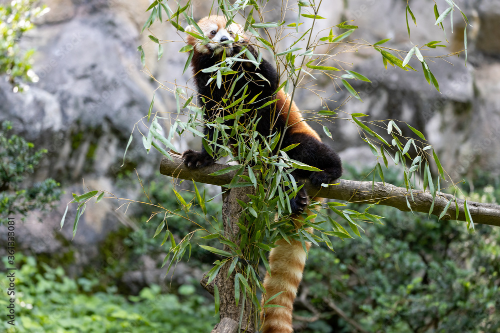 Fototapeta premium レッサーパンダ