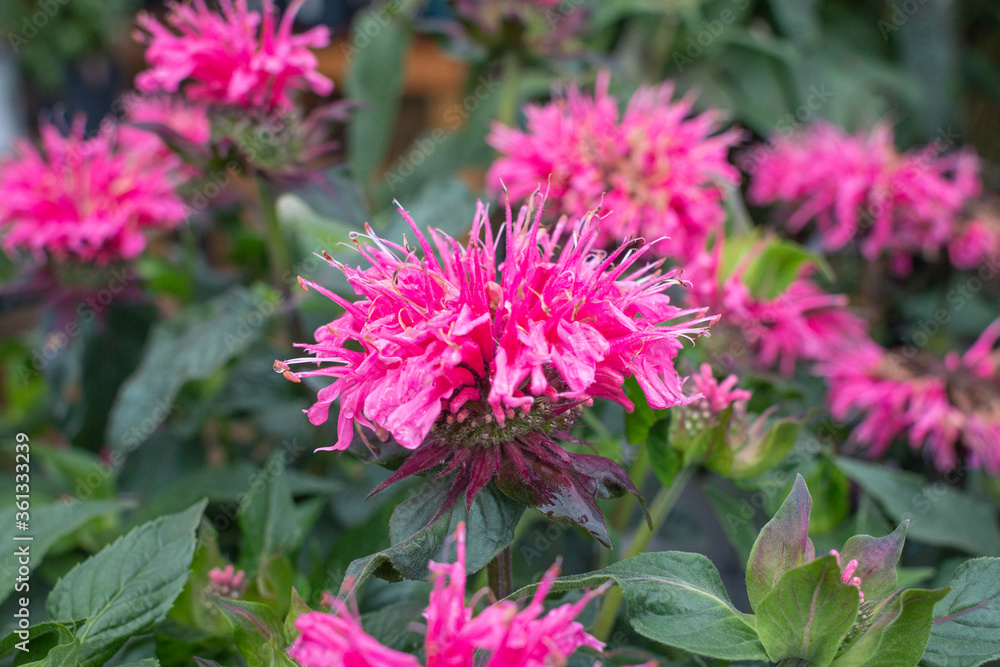 Monarda Monarda