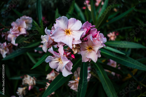 Flores rosadas claras