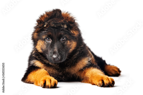 Young German Shepherd Dog isolated on white background. High resolution. © SirChopin