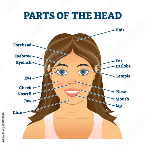 Parts of the head for english vocabulary words education vector illustration