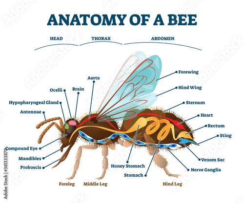 Anatomy of bee with inner organs educational scheme vector illustration. photo