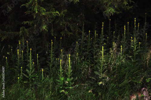 Starburst, Bright Yellow Flowers pop out of a dark landscape along Lake Yankton, South Dakota photo