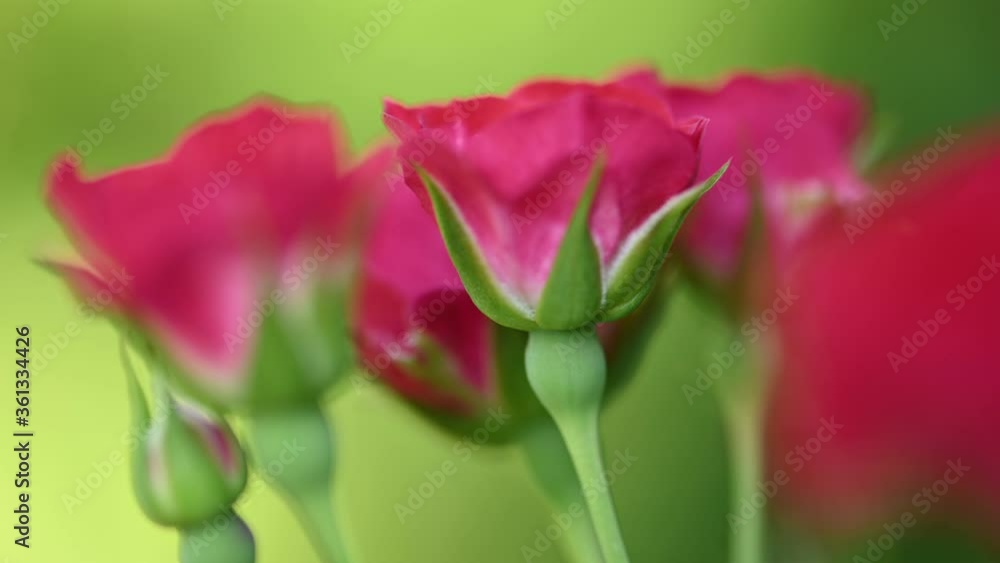 Pink spray roses over green Pink spray roses over green