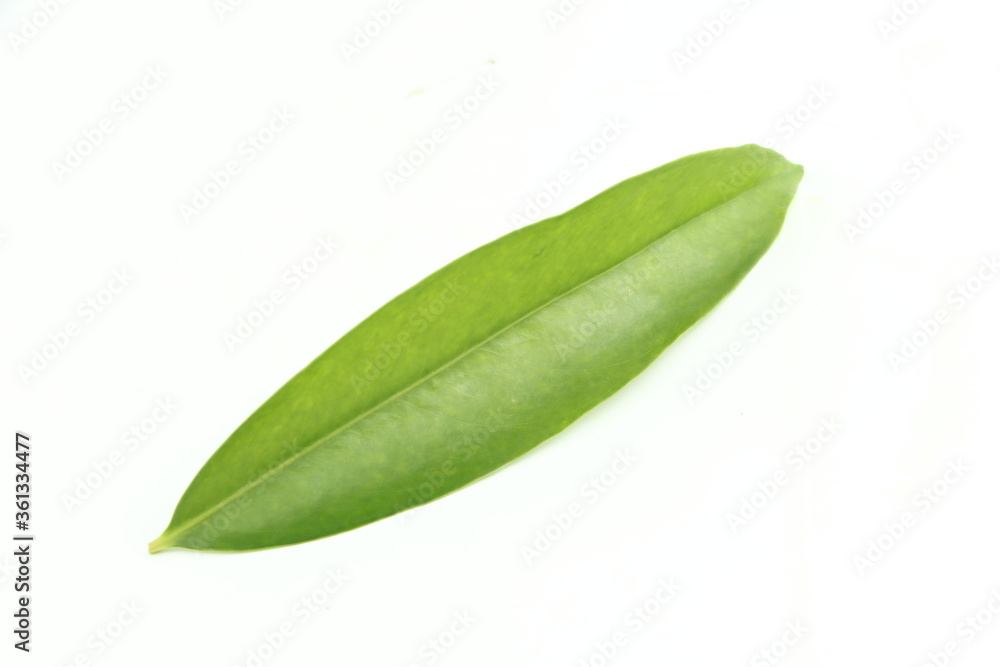Green Garcinia cowa leaves isolated on a white background. Green Garcinia cowa leaves isolated on a white background.