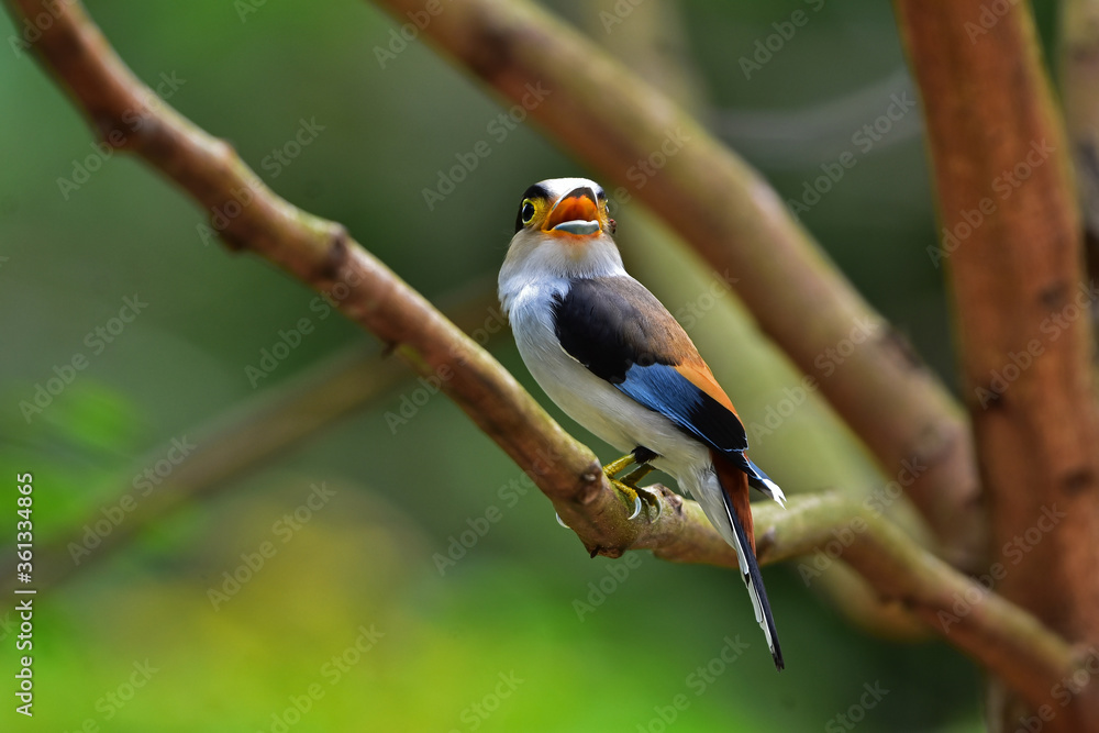 Fototapeta premium colorful bird Silver-breasted broadbil