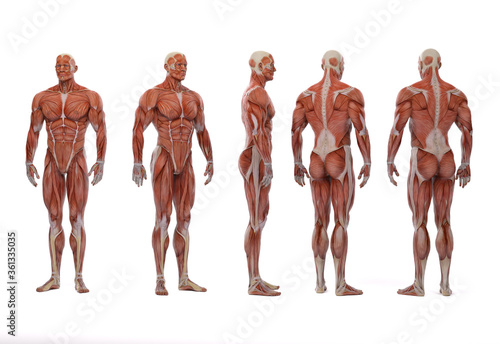 3D Render :a  standing male body illustration with muscle tissues display photo