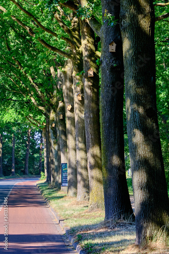 Row of old oak trees with bird houses to attract birds to fight oak processionary caterpillar. Sunny spring with fresh light green leaves. Netherlands