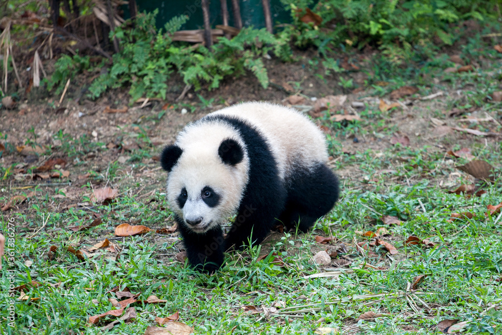 giant panda bear giant panda bear