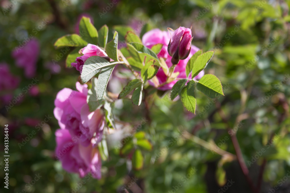 Fototapeta premium rose